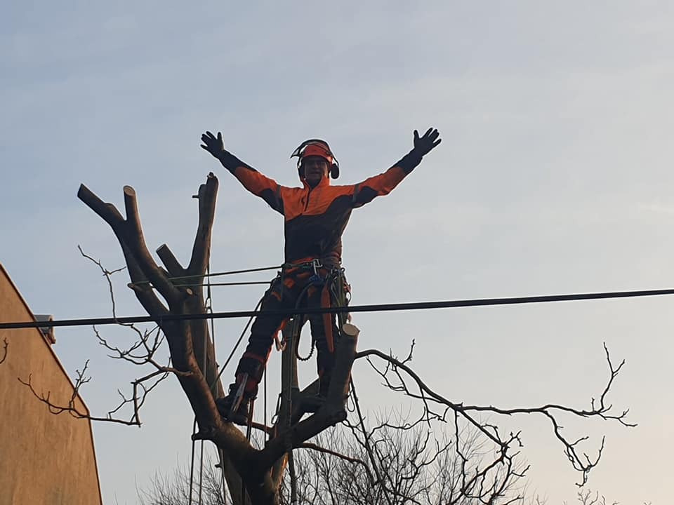 Alpin favágó a fa tetején